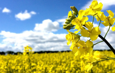 Repkový olej (Brassica napus) Repkový olej (Brassica napus)